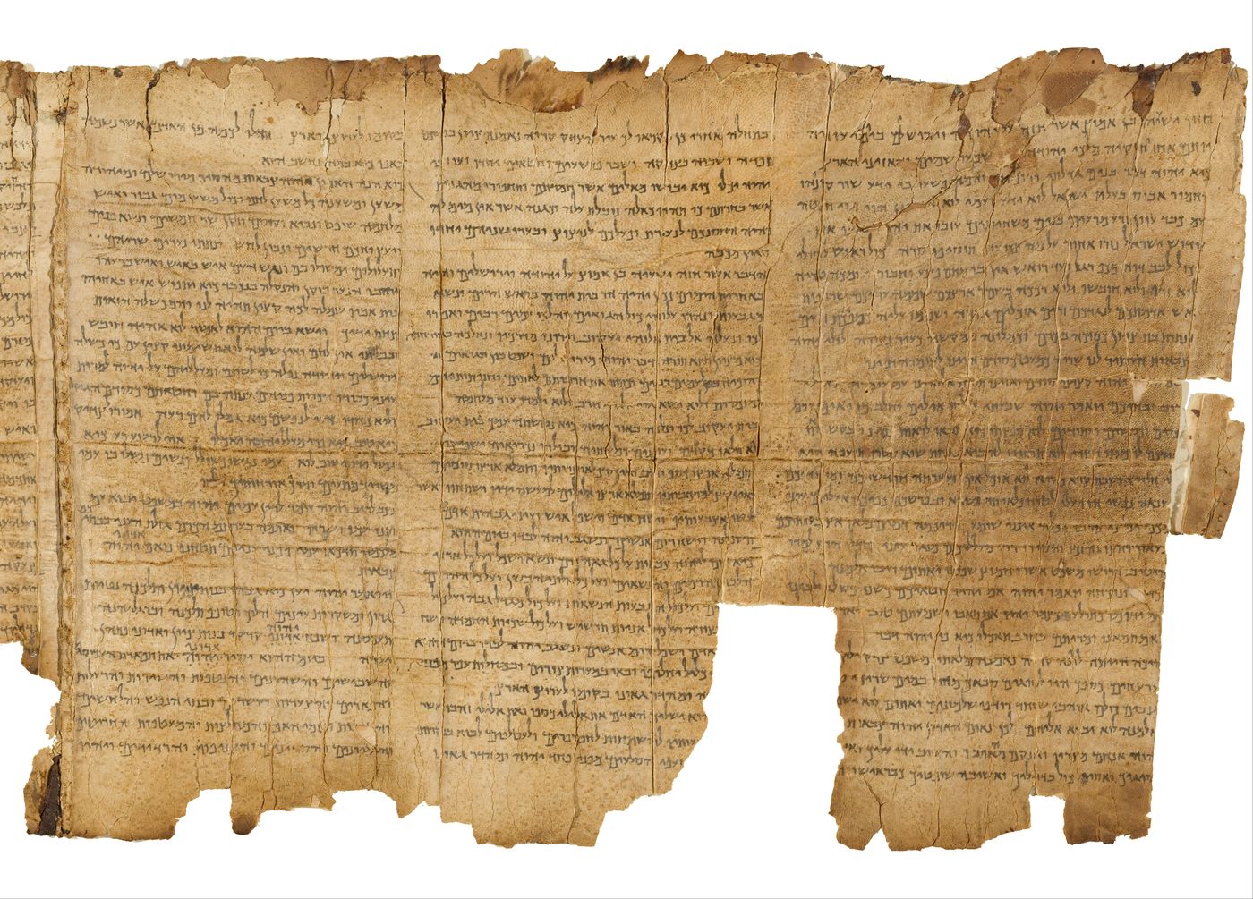 A section of the Temple Scroll: columns of Hebrew on thin, light parchment with a damaged top edge