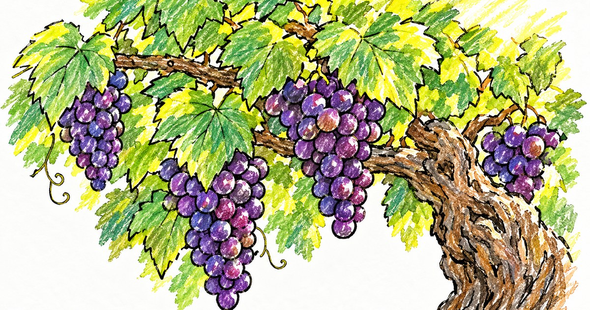 The Vine and the Branches sketch notes preview